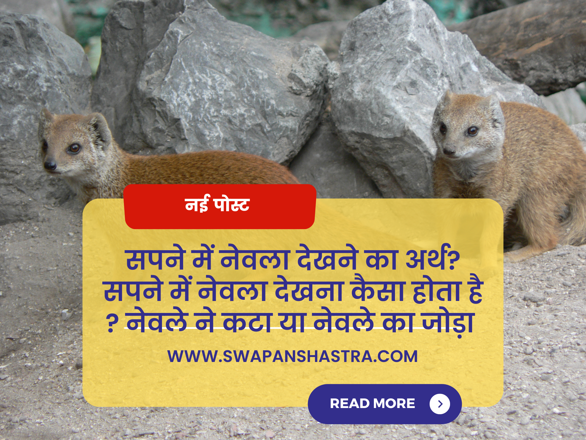 mongoose in dream in hindi